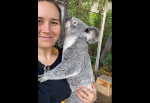 抱っこされるコアラ