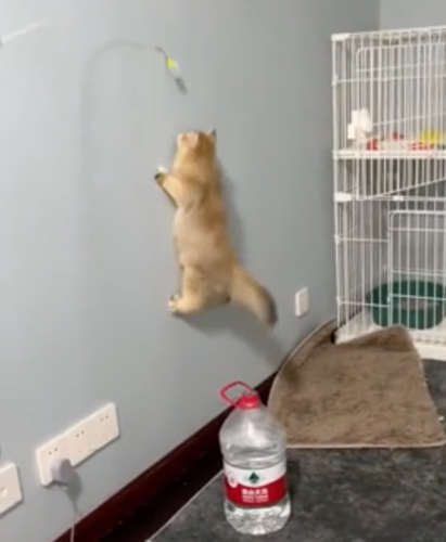 壁に飛びつく猫