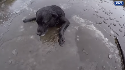水に浸かっている犬