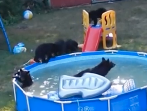 プールを堪能する熊