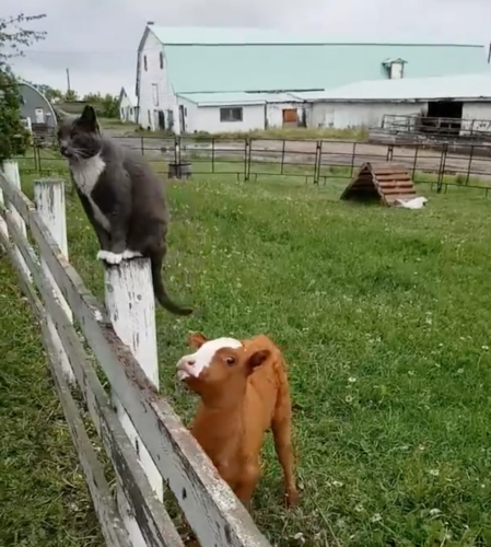 猫と子牛