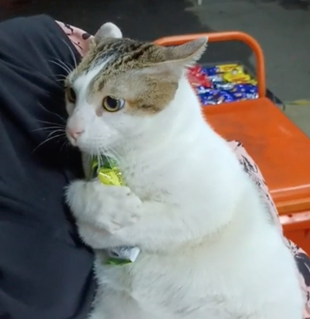 お菓子を抱きしめる猫