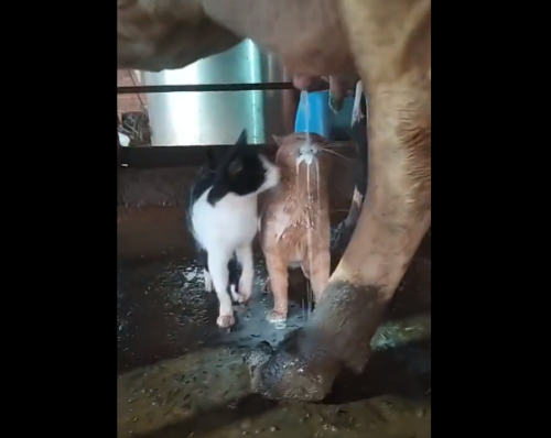 牛乳を飲む猫を見る猫