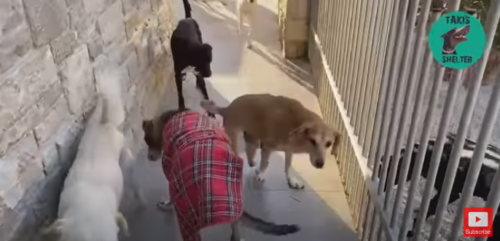 3本足で歩く犬