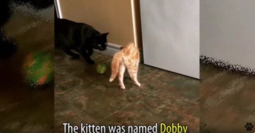 ドビーと名付けられた子猫