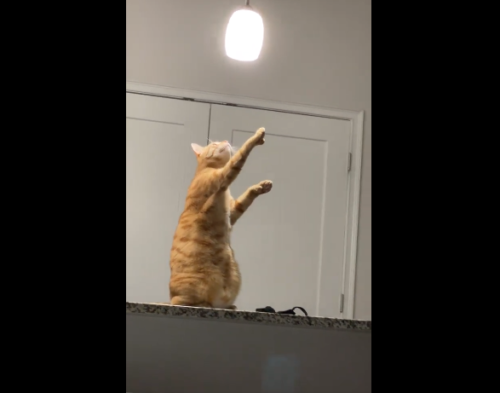 照明を触ろうとする猫