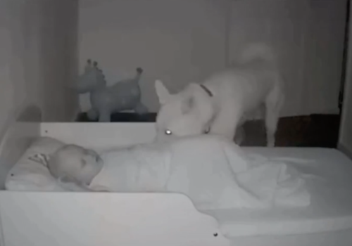 赤ちゃんを確認する犬