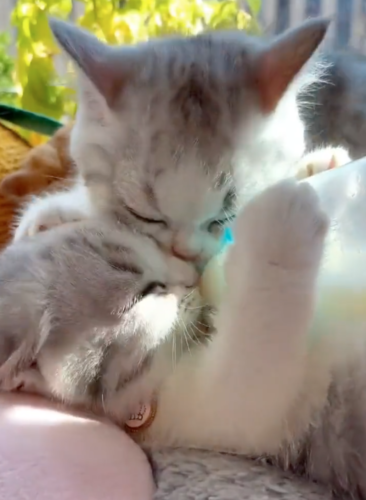 哺乳瓶をしっかり抱きしめる子猫