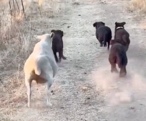 ボールを追いかける犬と羊