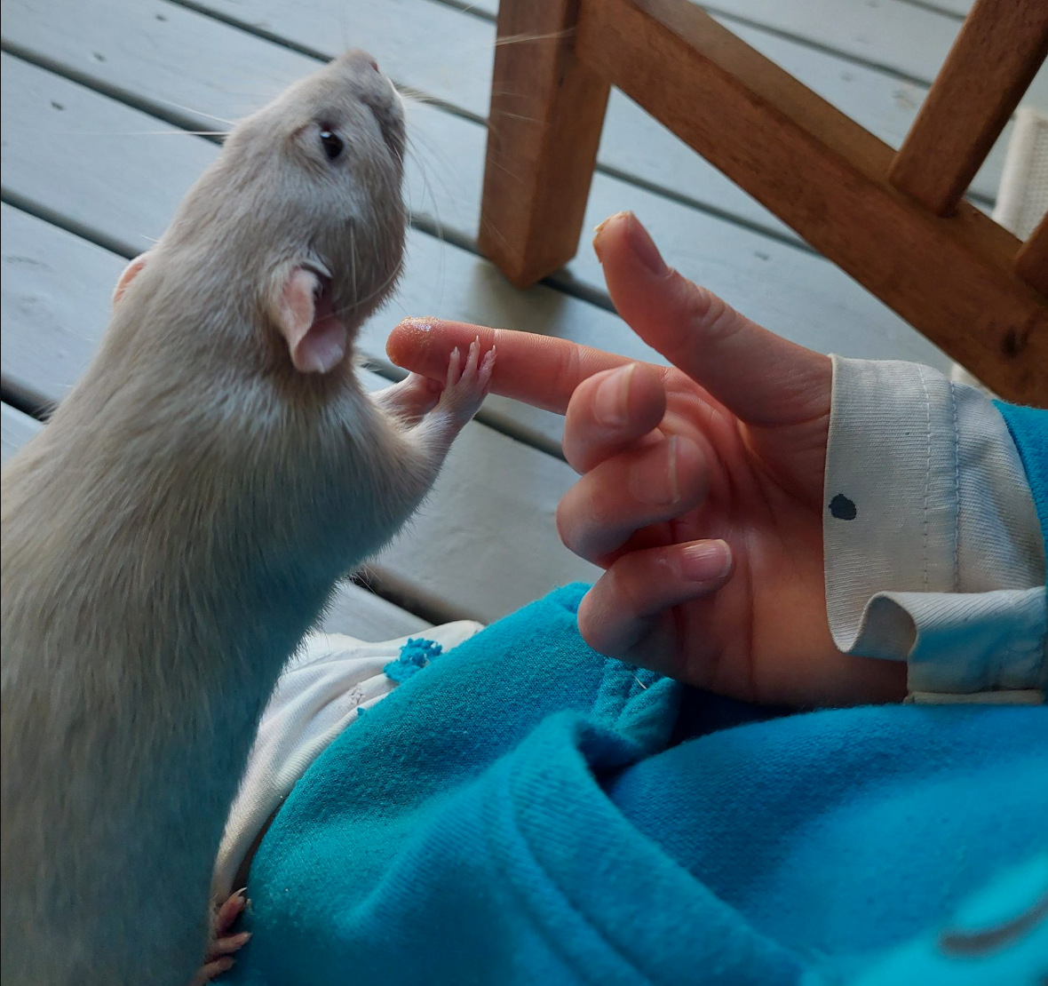指を握るネズミ