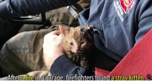 救助された子猫