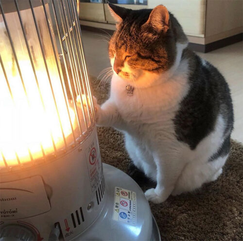 仮の姿