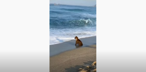 砂浜に座る犬