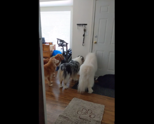 ドアを見つめる犬たち