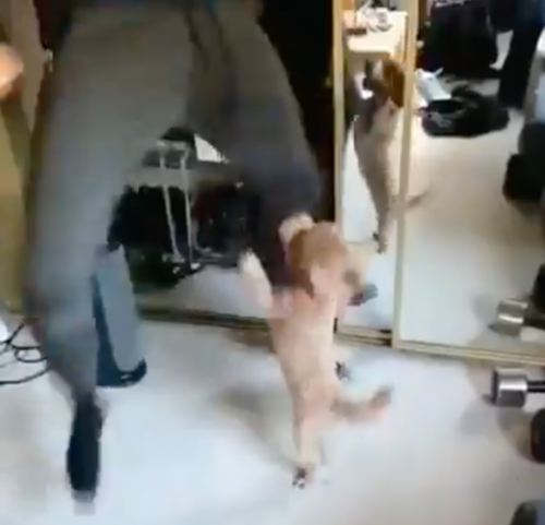 ダンスを楽しむ犬