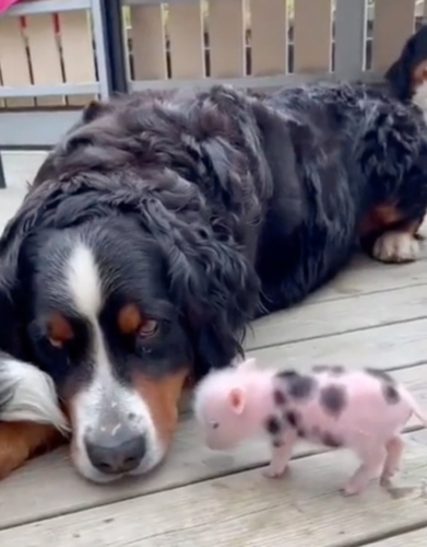 赤ちゃん豚と大型犬