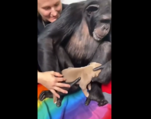 子犬を抱え上げるチンパンジー