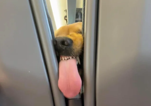 隙間から舌を出す犬