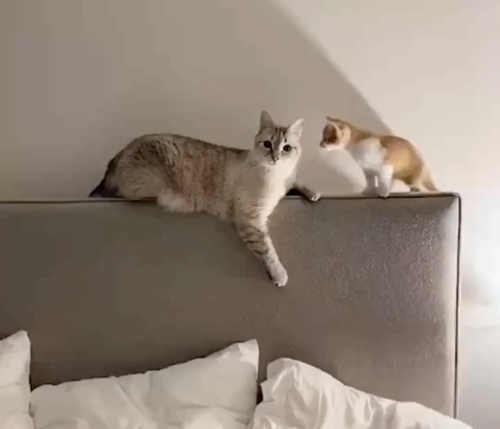ベッドの後ろで遊ぶ猫たち