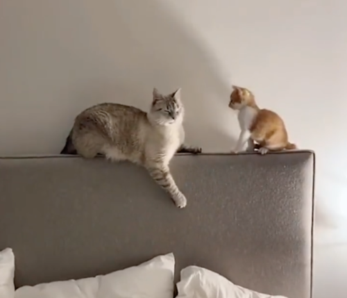 ベッドの後ろで向き合う猫たち