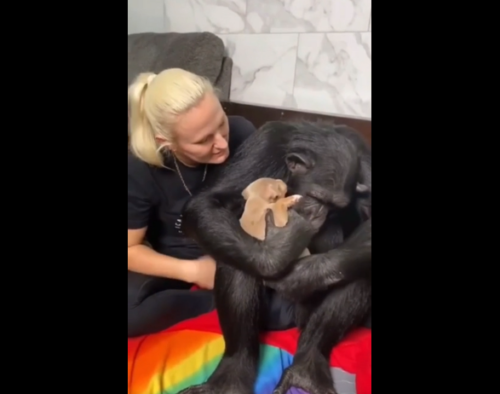 子犬のお腹にキスするチンパンジー
