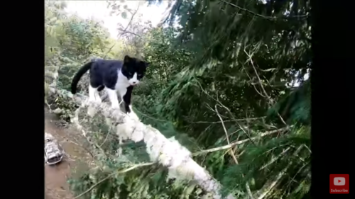 枝の上を歩く猫