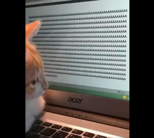 パソコン画面を見る猫