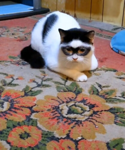 帽子にサングラス