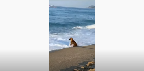 波で濡れる犬