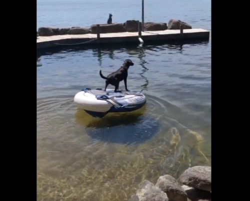 浮き輪に乗る犬