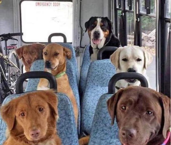 バスに乗る犬たち