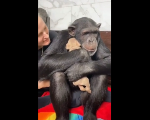 子犬を抱きしめるチンパンジー