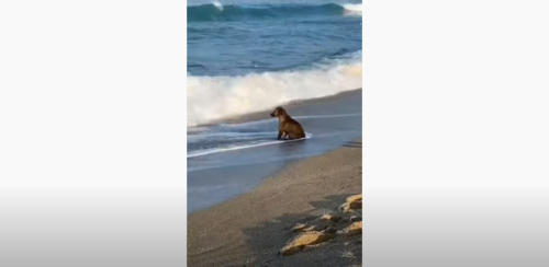 砂浜に座る犬