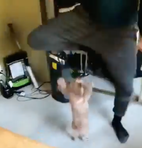 跳びはねる男性と犬