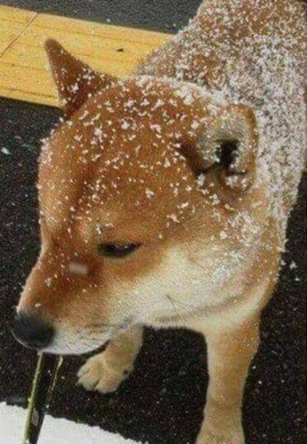 雪が積もった柴犬
