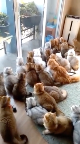 大勢の猫集団