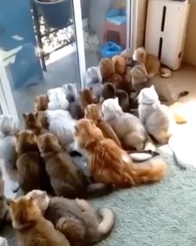 大勢の猫