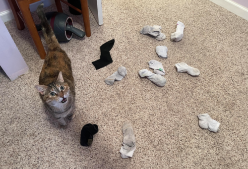 靴下を収集した猫