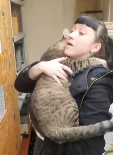女性に抱きつく猫