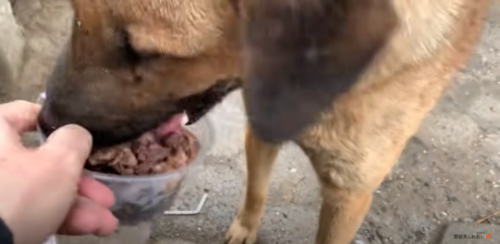 ごはんを食べる犬