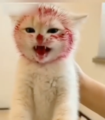 顔面が真っ赤に染まった子猫