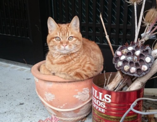 鉢植えの中の猫