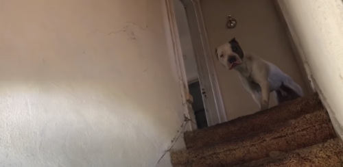 階段下を見る犬