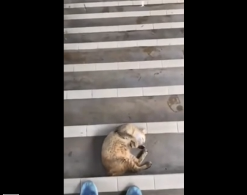階段に寝転ぶ猫