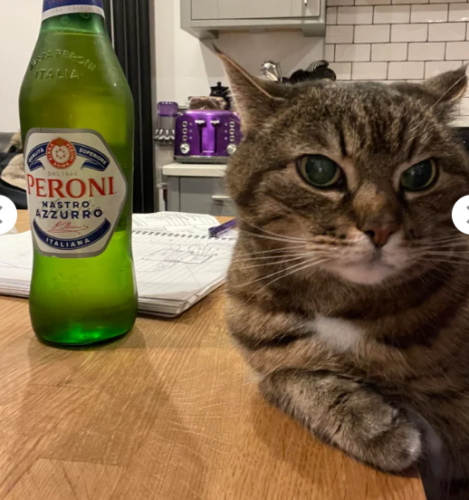 瓶ビールと猫