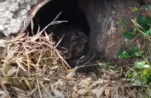 穴に隠れる母犬