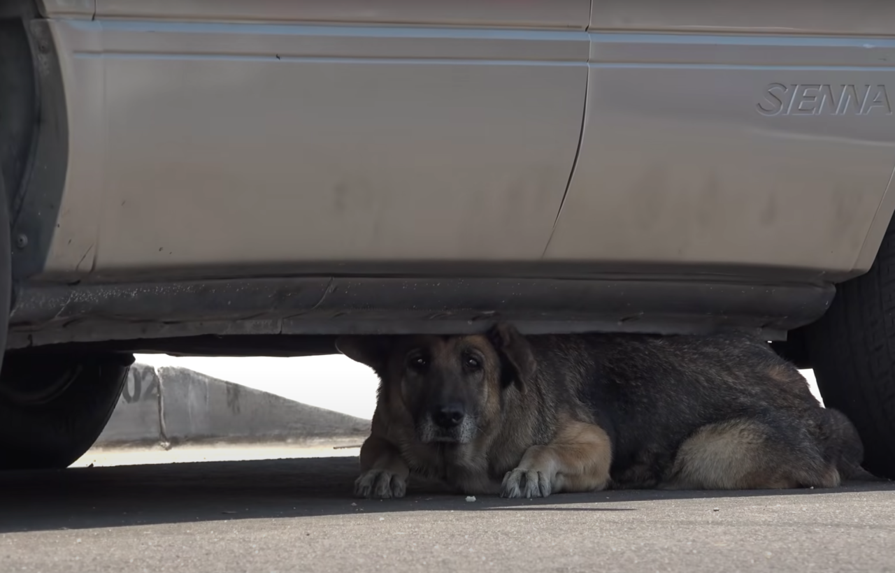 車の下に隠れる高齢犬