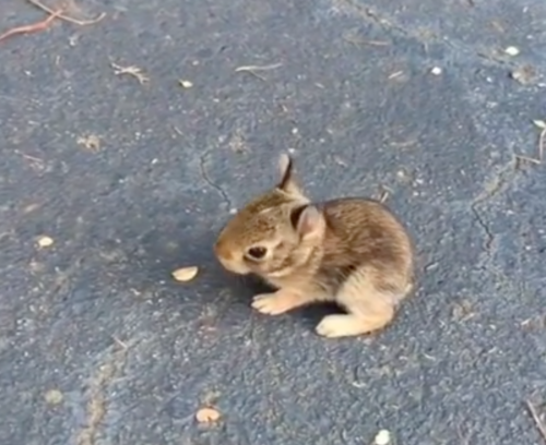 ワタオウサギの赤ちゃん
