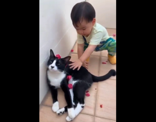 猫を触る子供