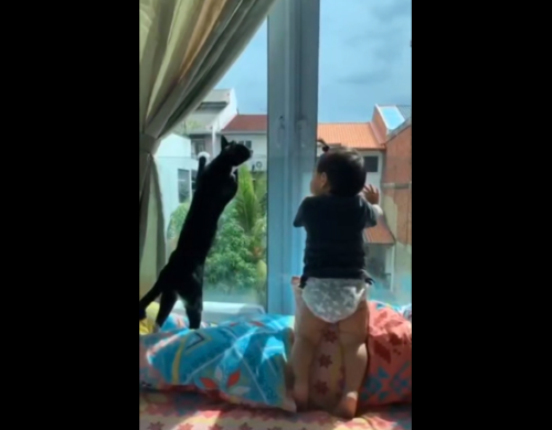 窓の外を見る猫と子供